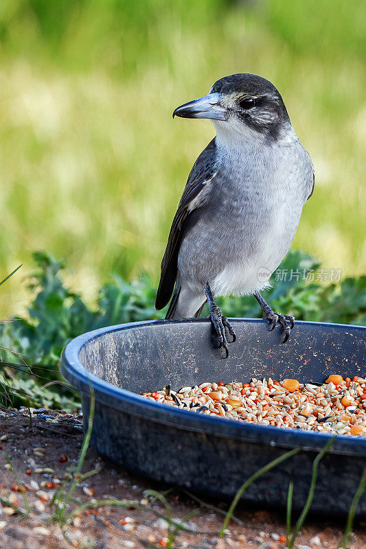 伯劳鸟(Cracticus torquatus)